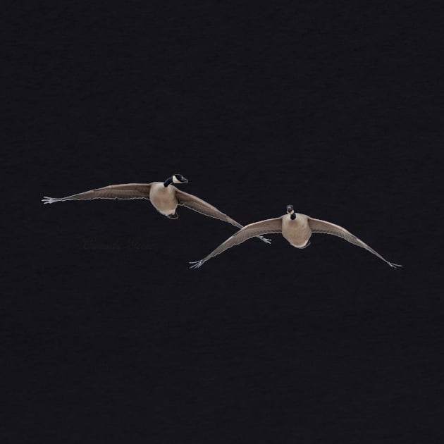 Canada Geese in Flight by Whisperingpeaks